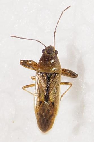 Oedancala sp.